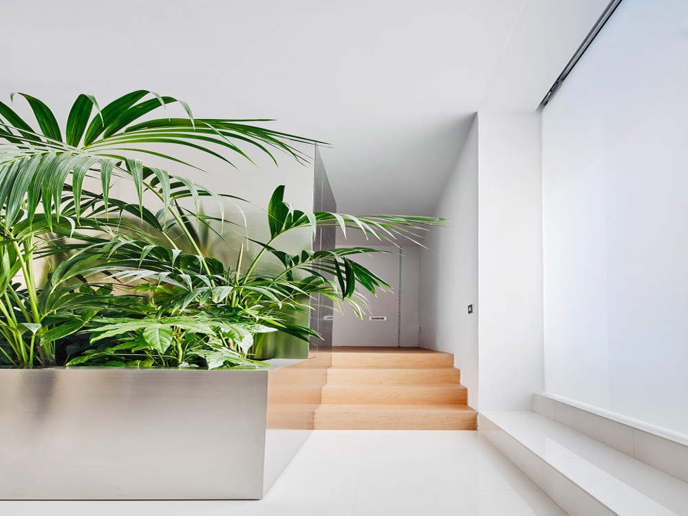 办公区植物