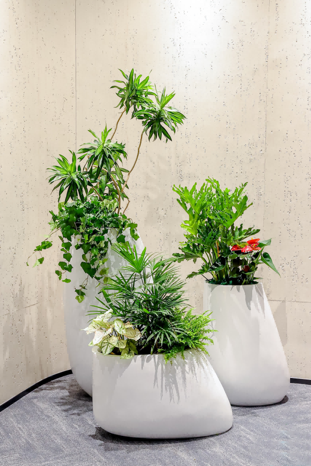 植物组合