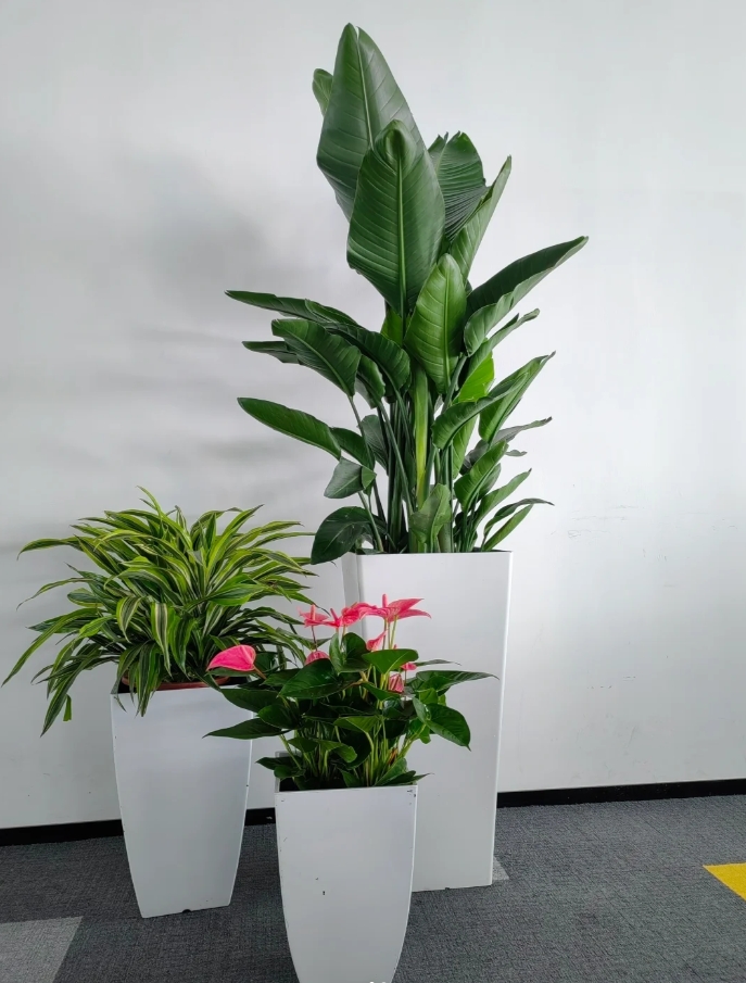 植物组合