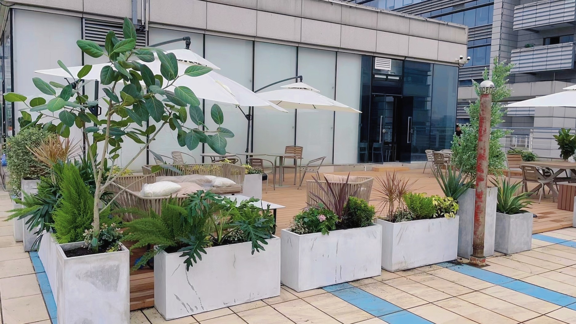 室外植物