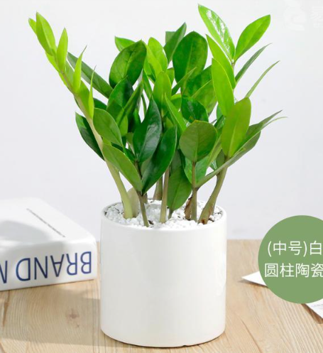 小金钱树